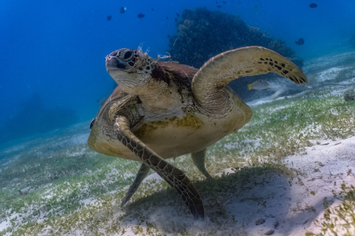 The green sea turtle starts life as a tiny hatchling on a beach. If it survives, it can grow up to 5 feet long and help keep seagrass beds and coral reefs healthy. Photo credit: iStock/Jao Cuyos. 