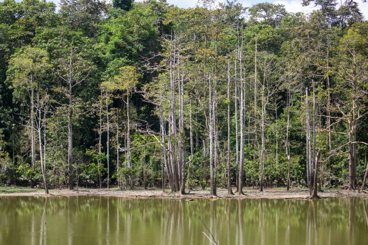 The Batu Puteh community has restored more than 900 hectares of critical rainforest habitat along the Kinabatangan Wildlife Corridor and has planted more than 300,000 trees.