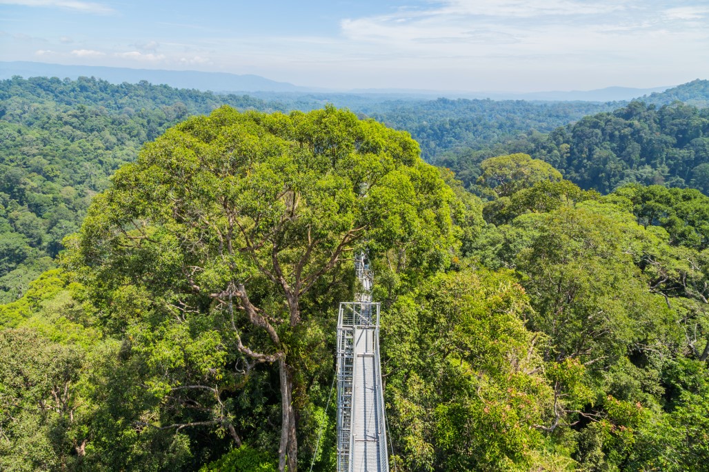A view of Ulu Temburong National Park in Temburong District in eastern Brunei from a canopy walkway