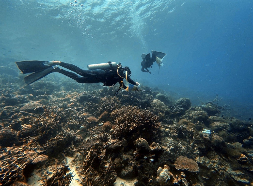 Divers are searching and removing the crown of thorns around Datoy Island in Coron, Palawan, Philippines, to conserve the coral reefs. Photo credit: Asian Development Bank.