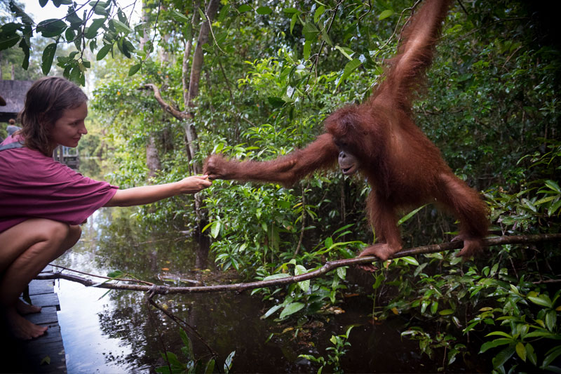 A visitor hands a banana to an orangutan in Kalimantan. Photo credit: iStock/Joel Carillet.