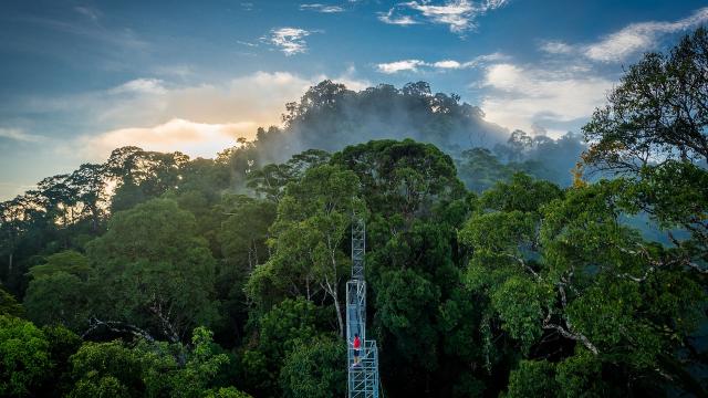 A man enjoying the view from the rainforest canopy in Brunei. 
