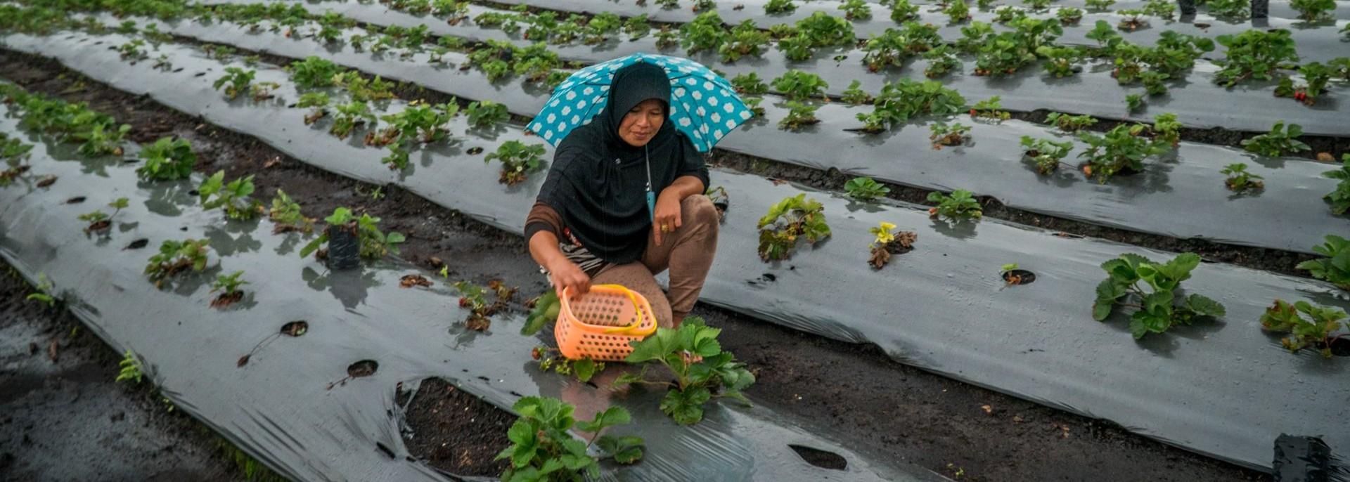 A woman farmer harvests strawberries in Indonesia. Photo credit: ADB.
